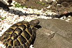 Freigehege der Schildkröten